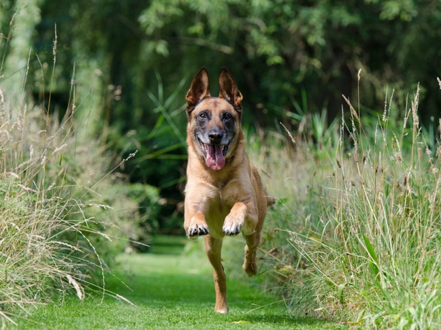 adiestramiento-canino