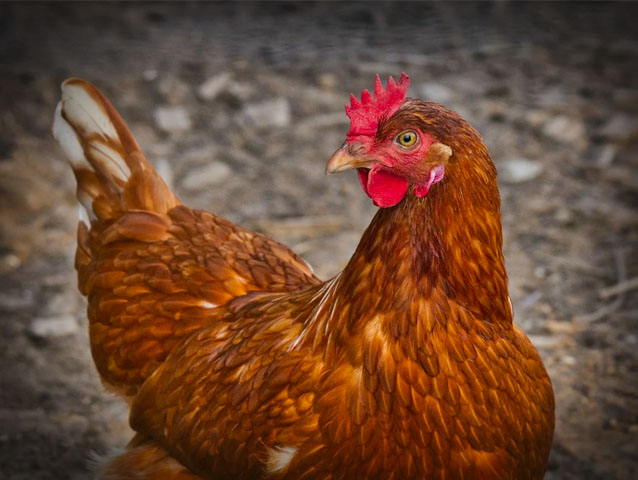 cuidado-gallinas